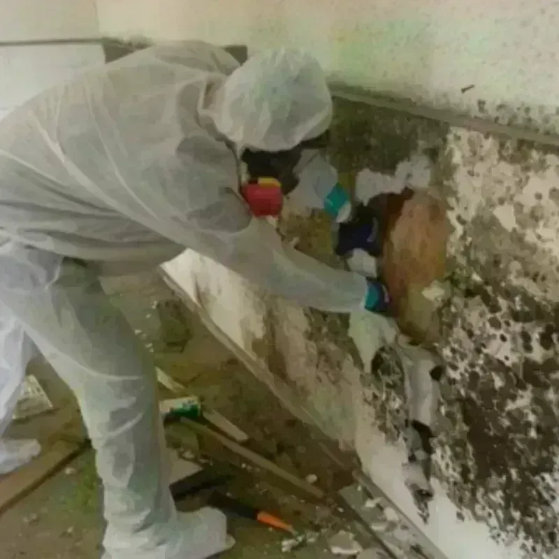 Mold Remediation and Removal in Falls City, NE